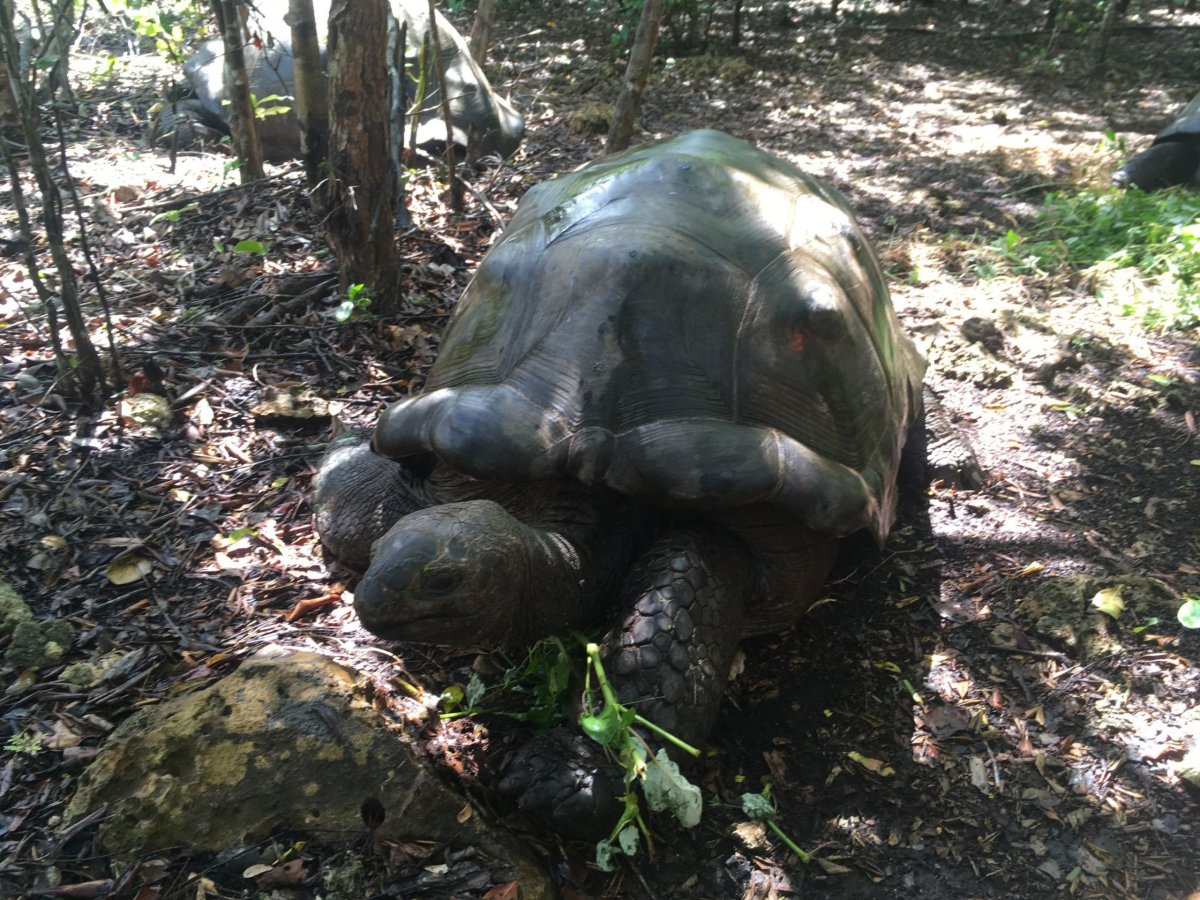 Aldabra