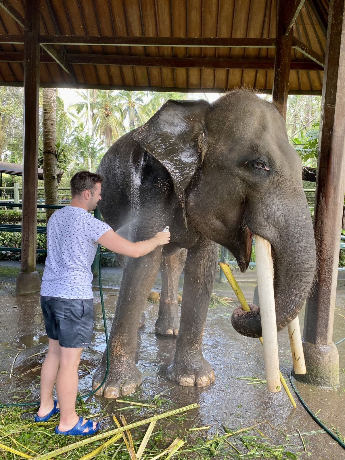 Umytí slonů