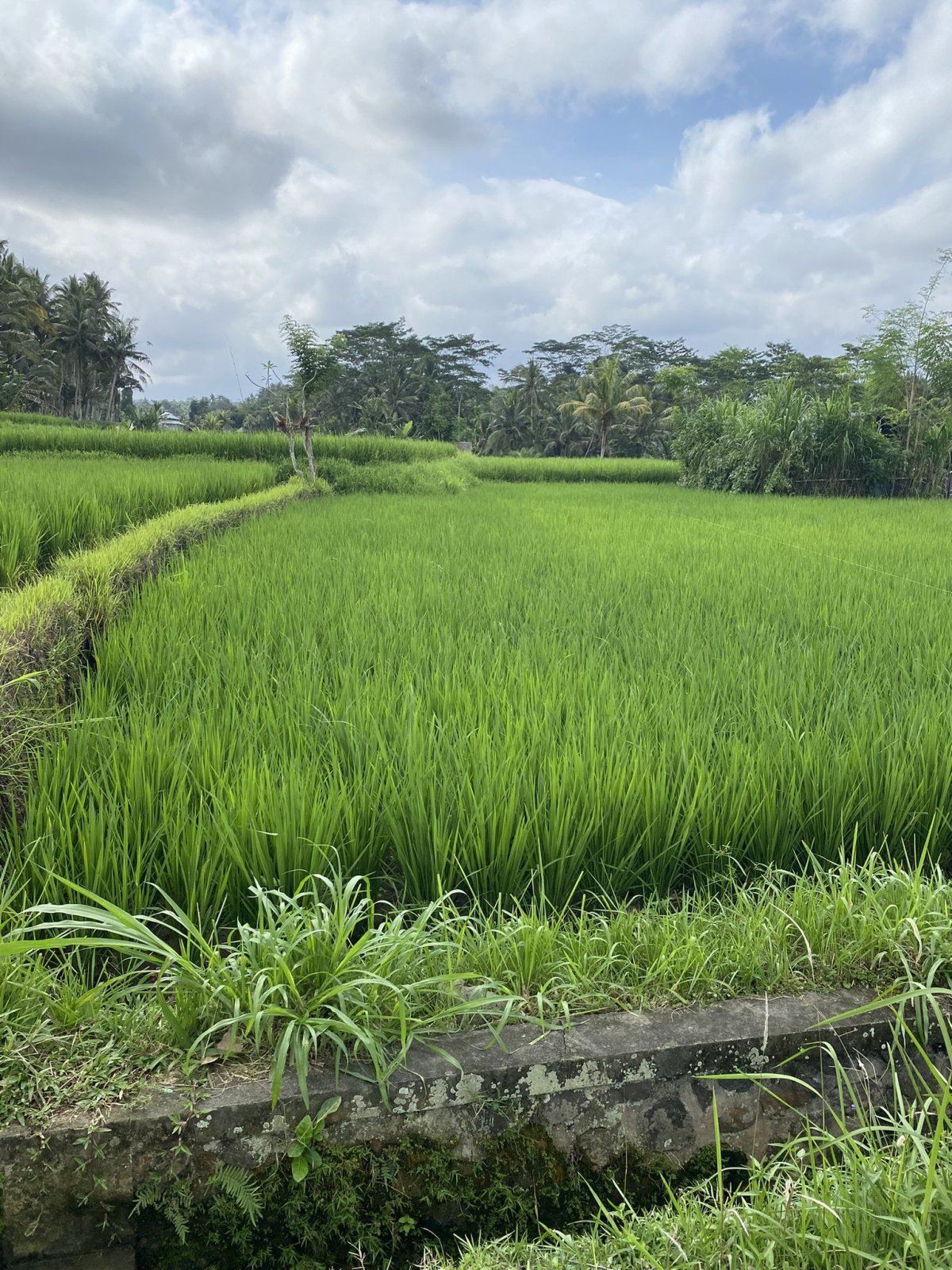 Rýžové pole u parkování vodopádu