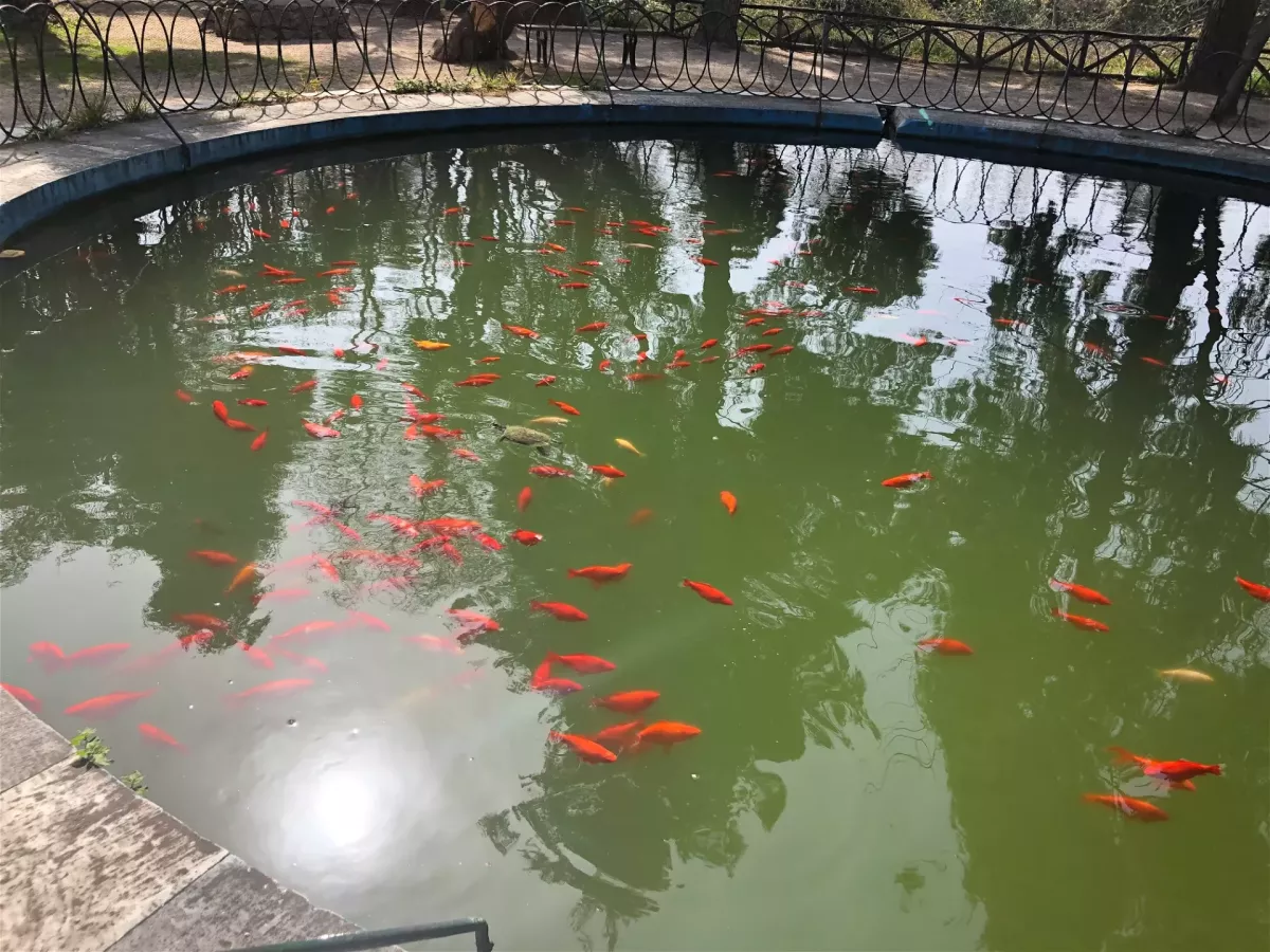 Červené rybky v Národní zahradě