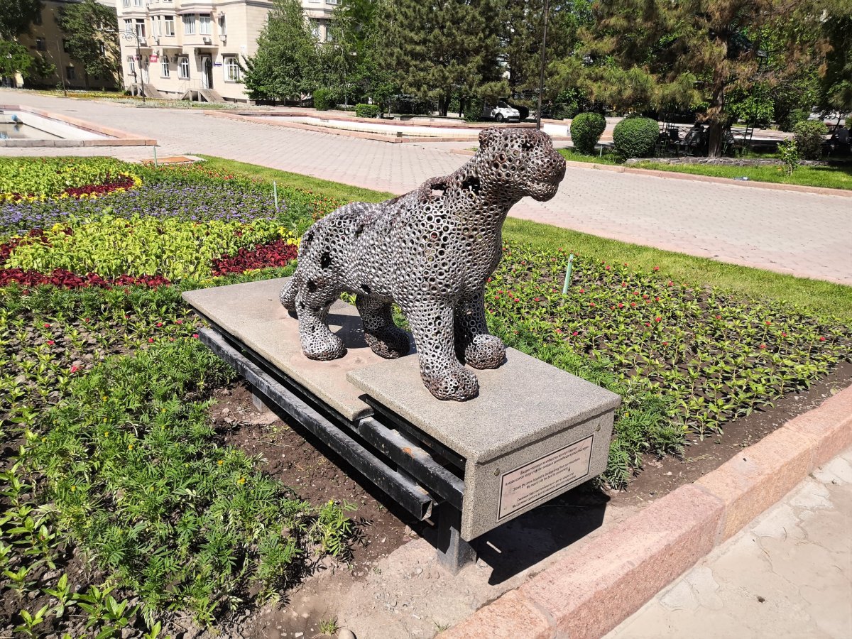 Irbis, neboli sněžný levhart, národní symbol Kyrgyzstánu