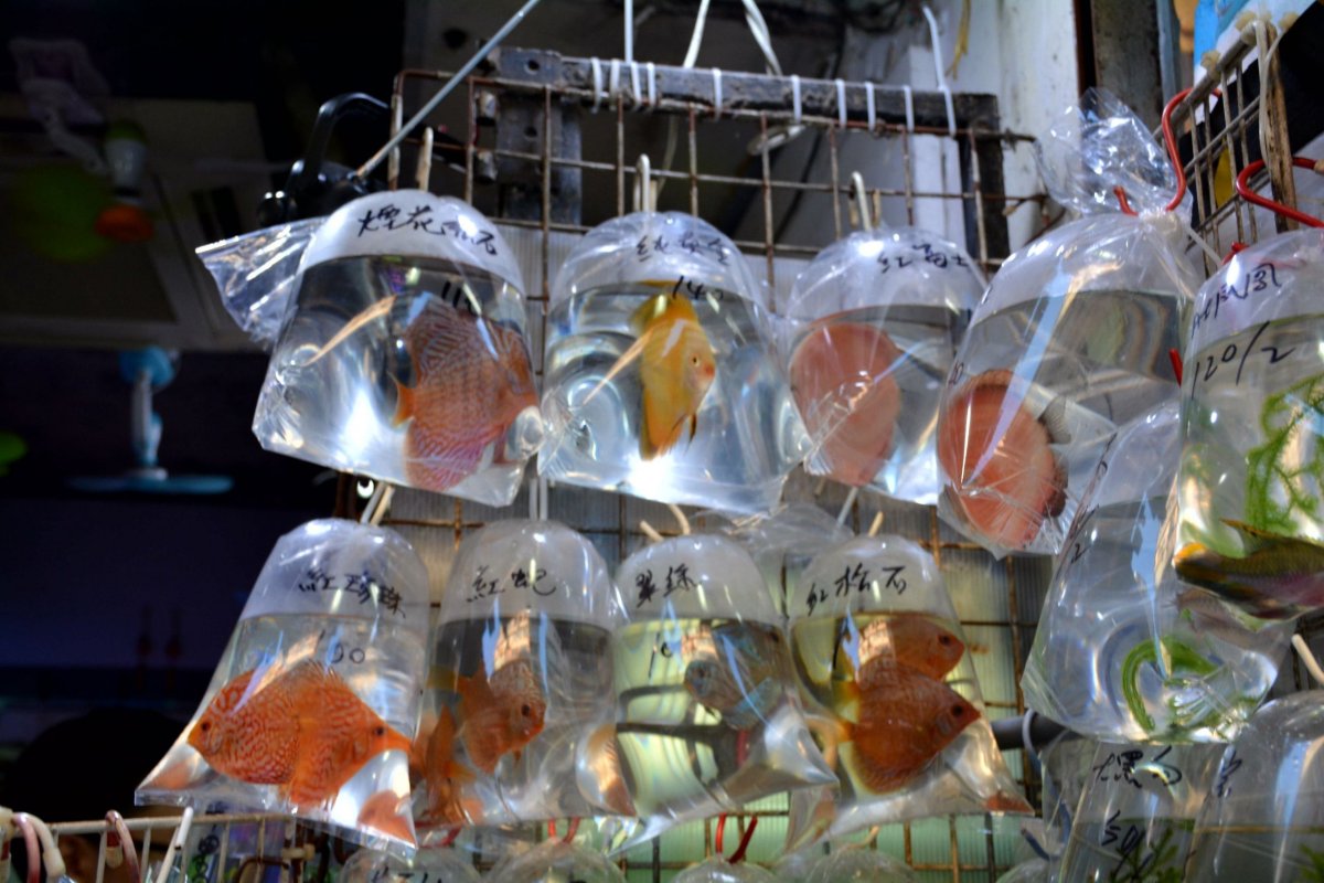 Goldfish market 