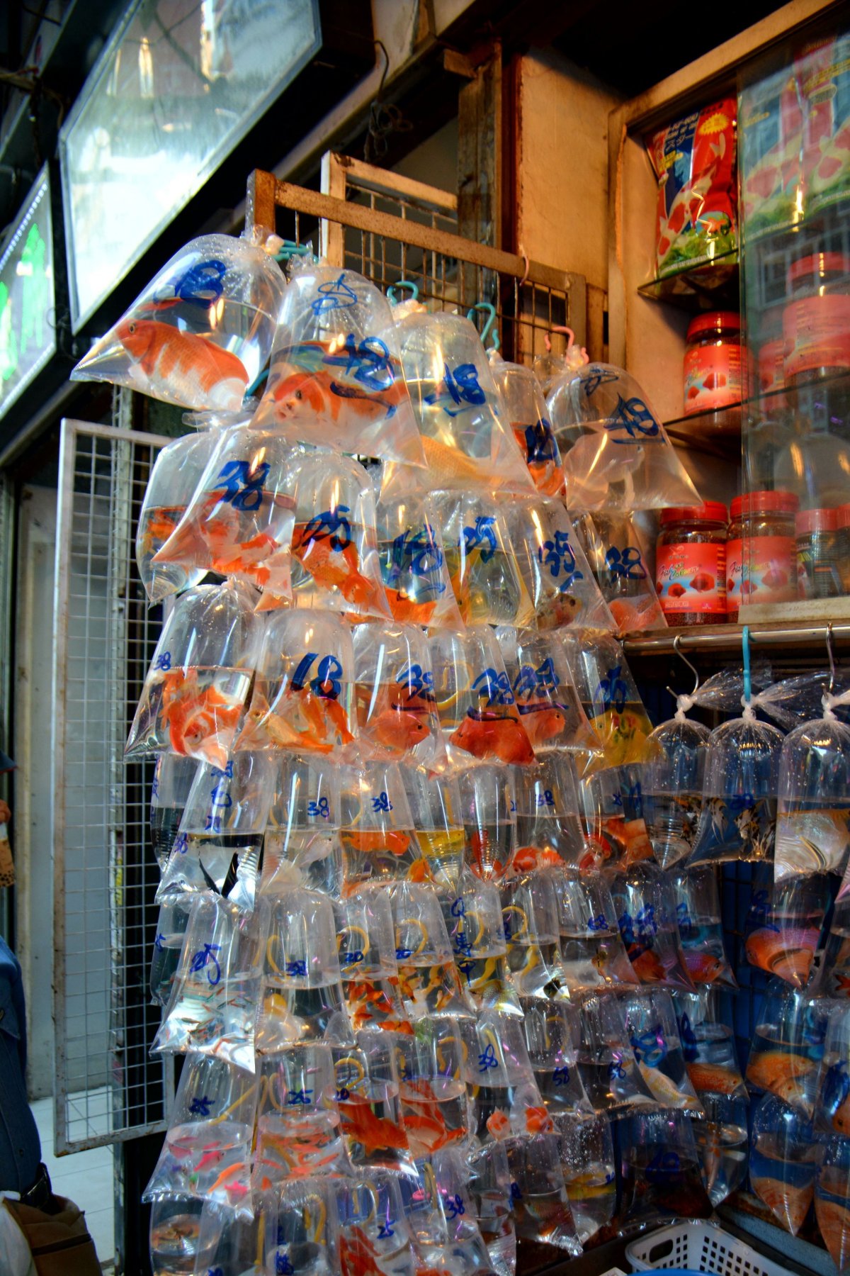 Goldfish market 