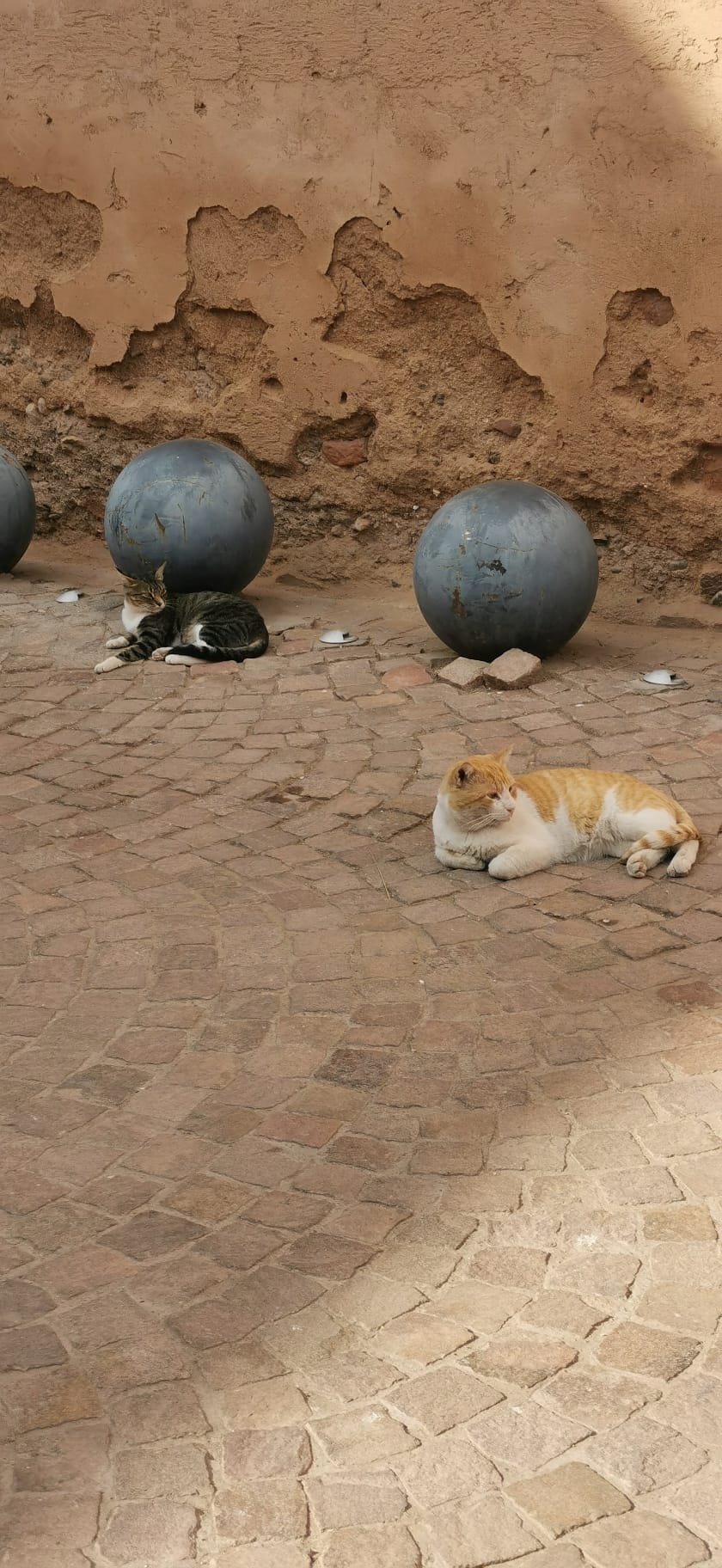 Kočky jsou jedním ze symbolem Marrákeše. Jsou všude, v každé ulici a žerou všechno. Jsou roztomilé, ale radši bych je nehladil. 