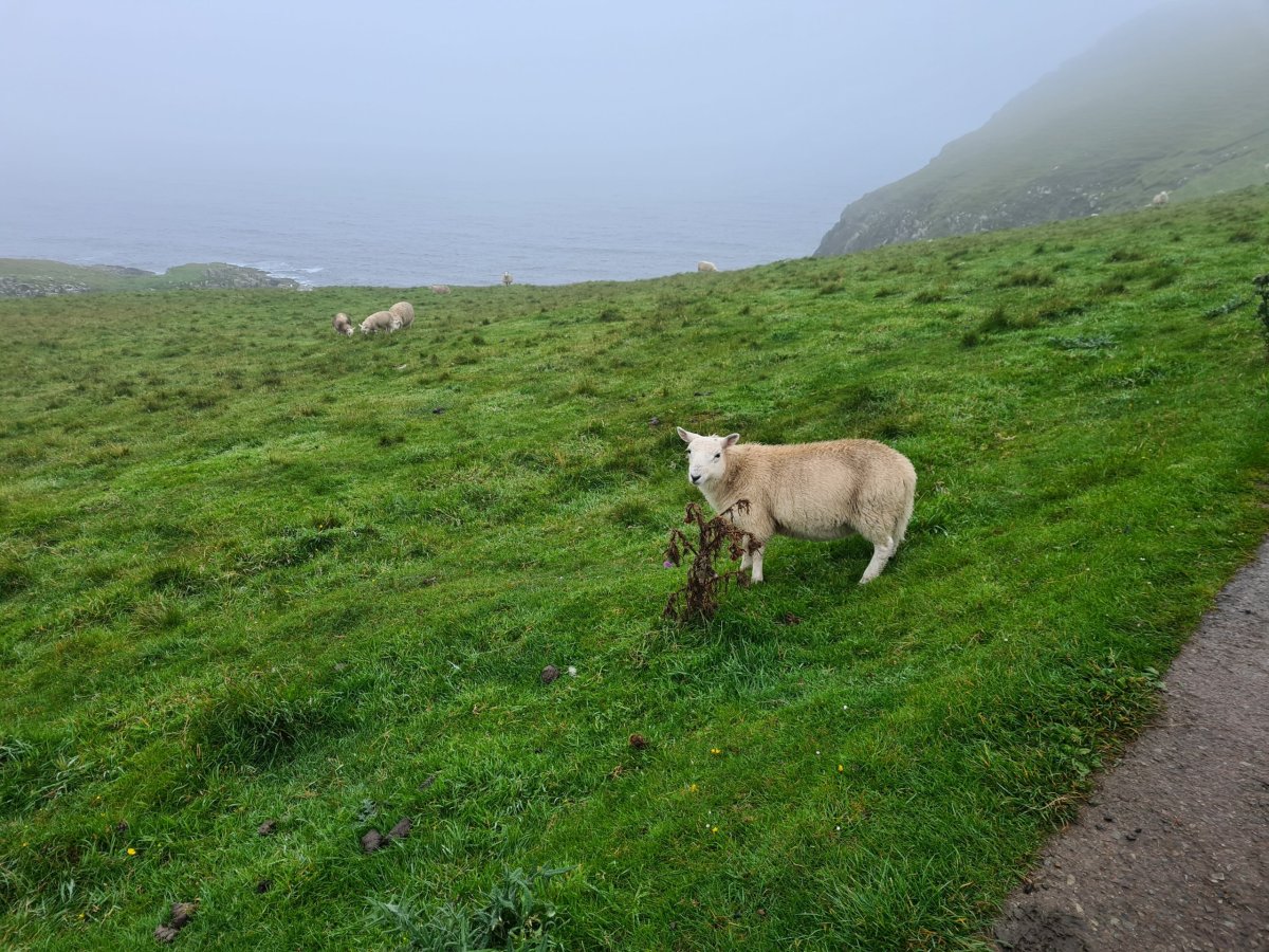 Nekonečný flow oveček