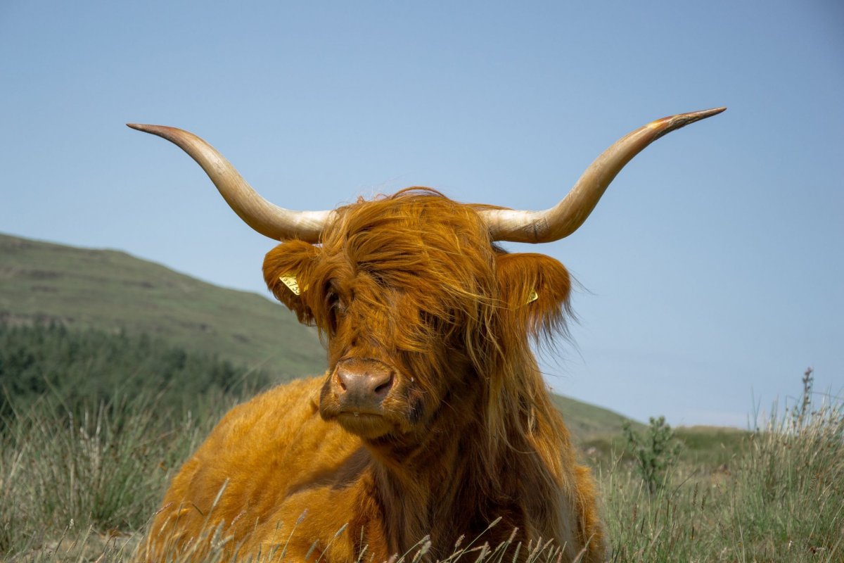 Skotské národní plemeno