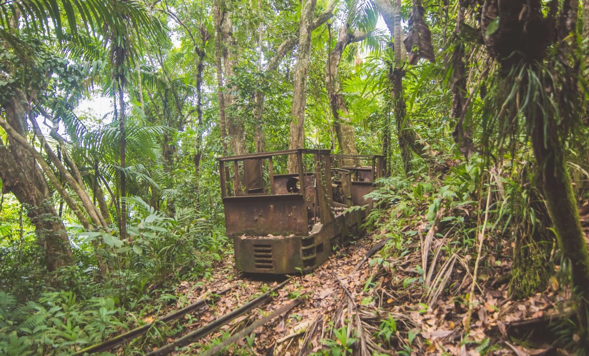 Vlak v pralese