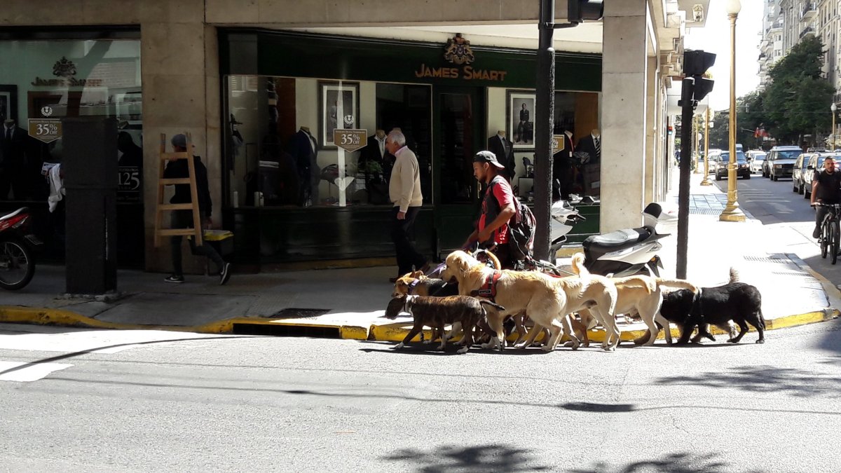 Venčič psů - Buenos Aires.