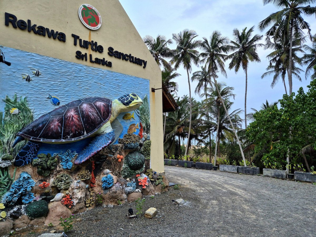 Turtle Sanctuary