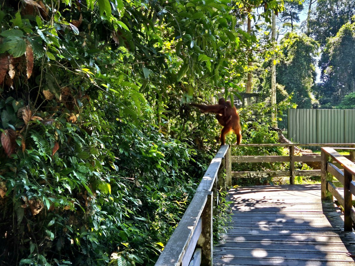 Sepilok Orangutan Rehabilitation Centre