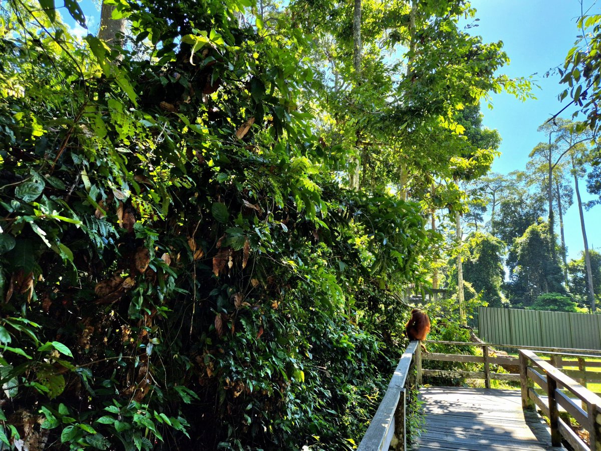 Sepilok Orangutan Rehabilitation Centre