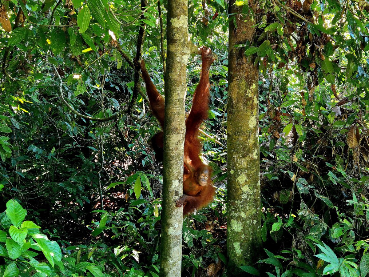 Sepilok Orangutan Rehabilitation Centre