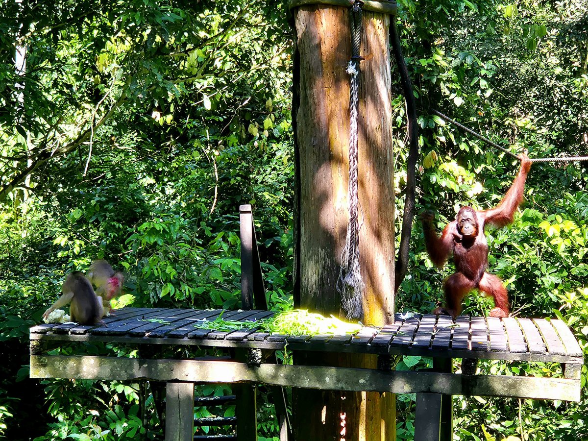 Sepilok Orangutan Rehabilitation Centre