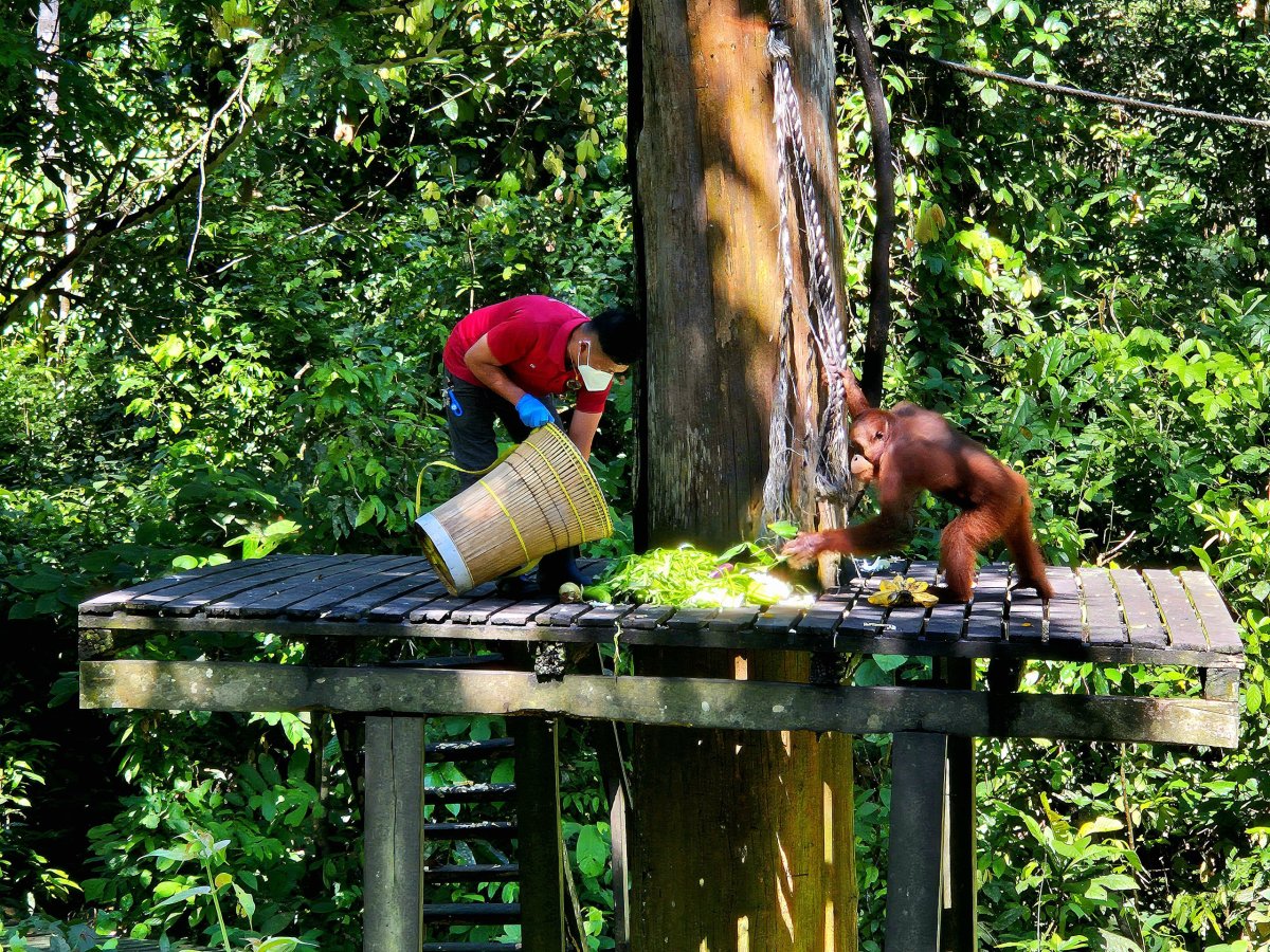 Sepilok Orangutan Rehabilitation Centre