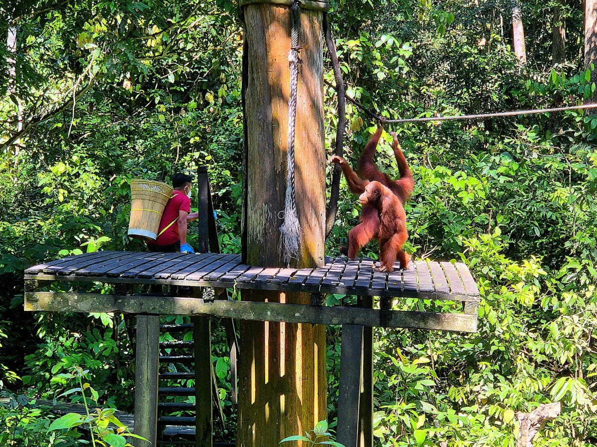 Sepilok Orangutan Rehabilitation Centre