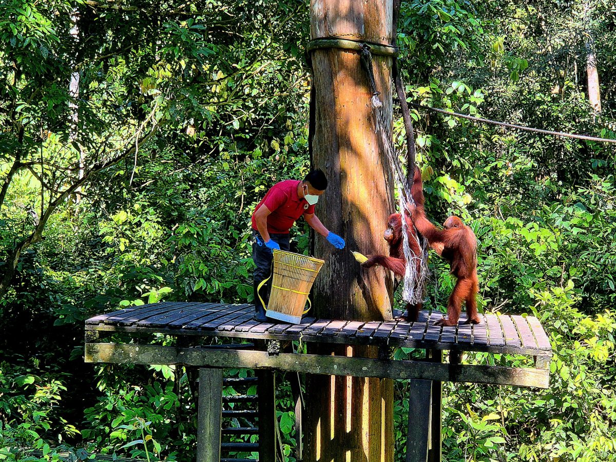 Sepilok Orangutan Rehabilitation Centre