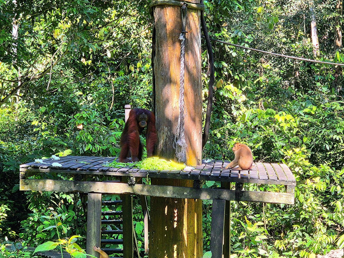 Sepilok Orangutan Rehabilitation Centre