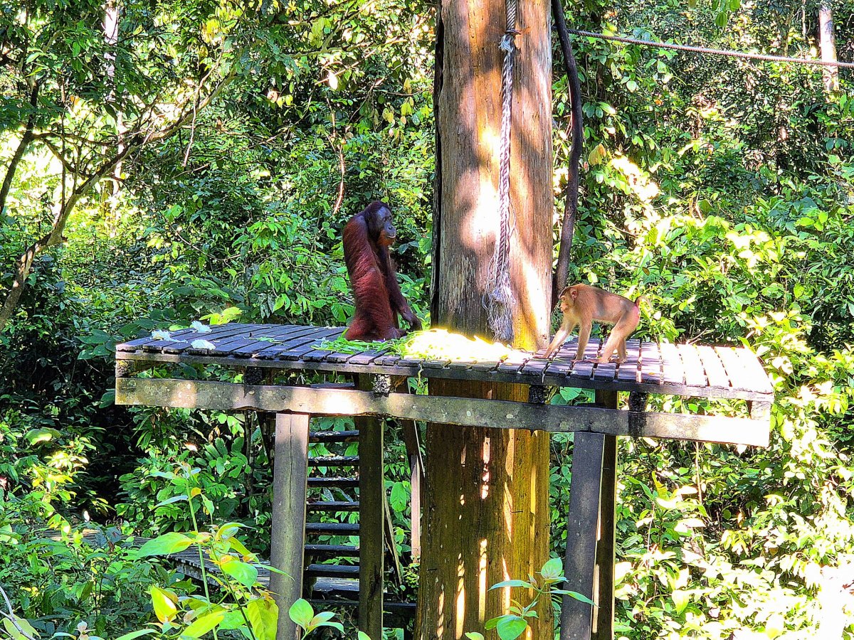 Sepilok Orangutan Rehabilitation Centre