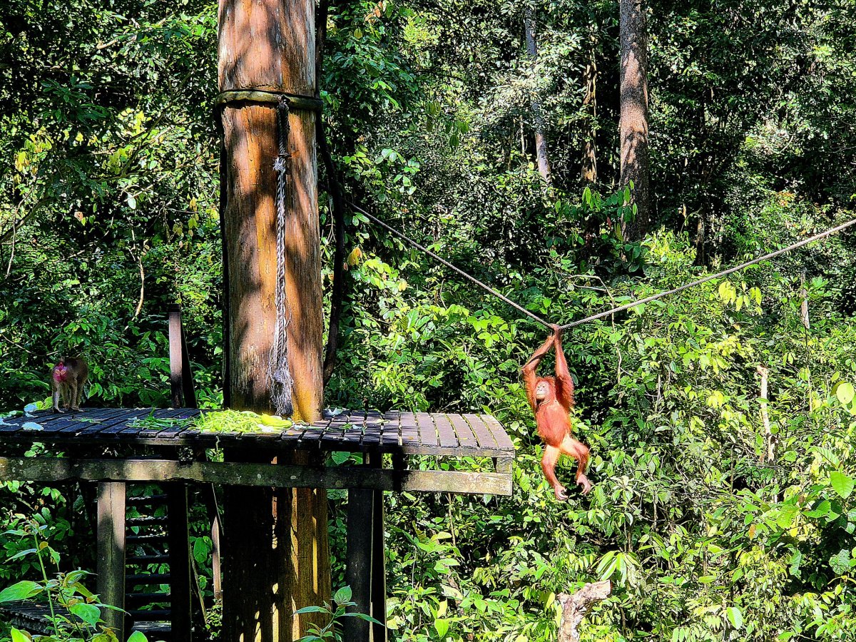 Sepilok Orangutan Rehabilitation Centre