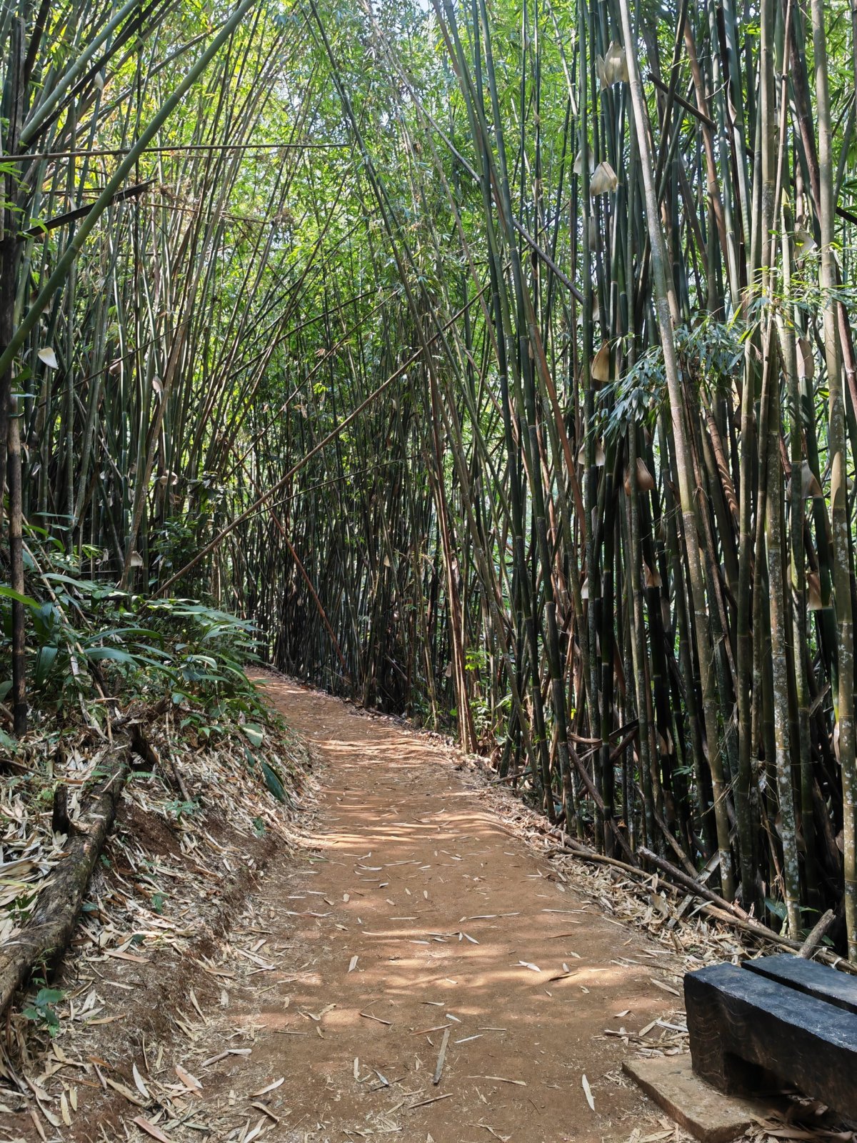 Cesta bambusovou pěšinkou