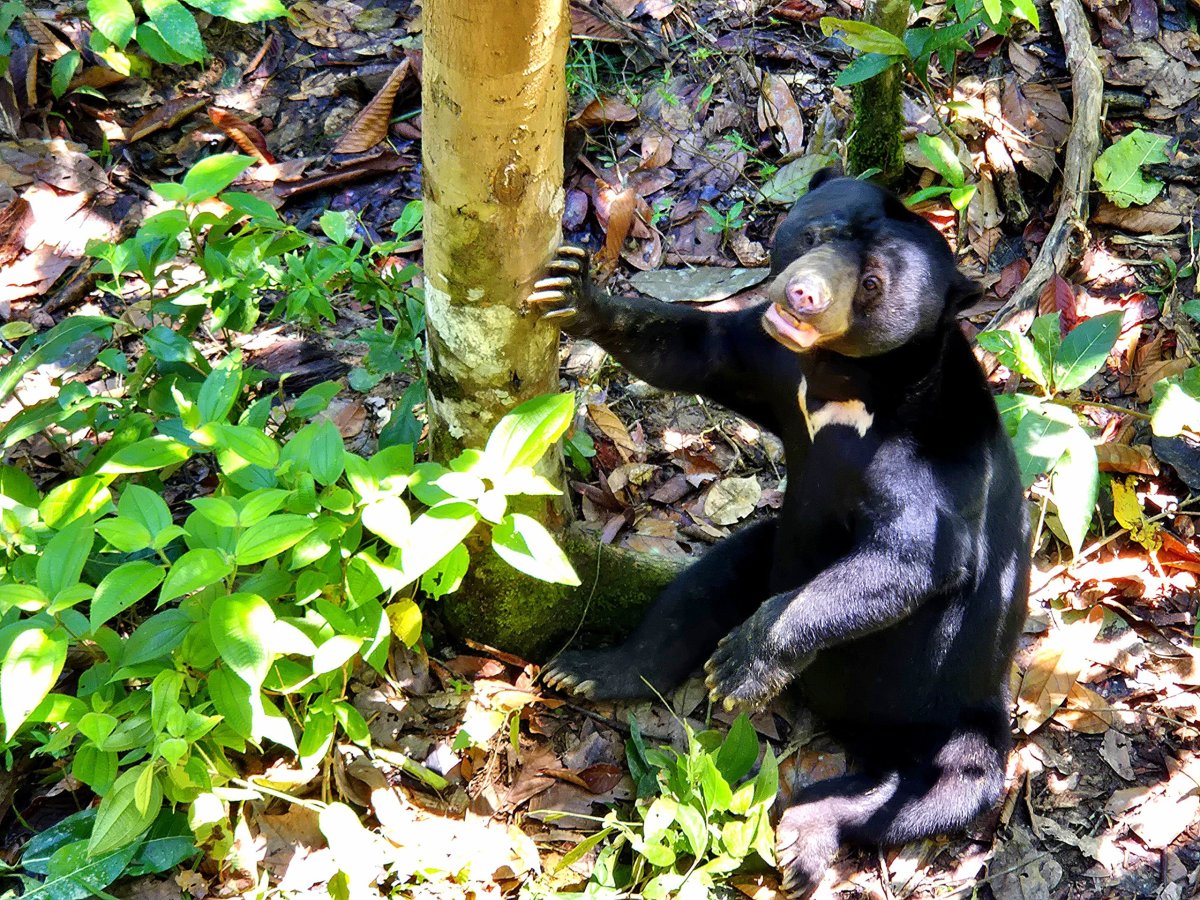Bornean Sun Bear Conservation Centre