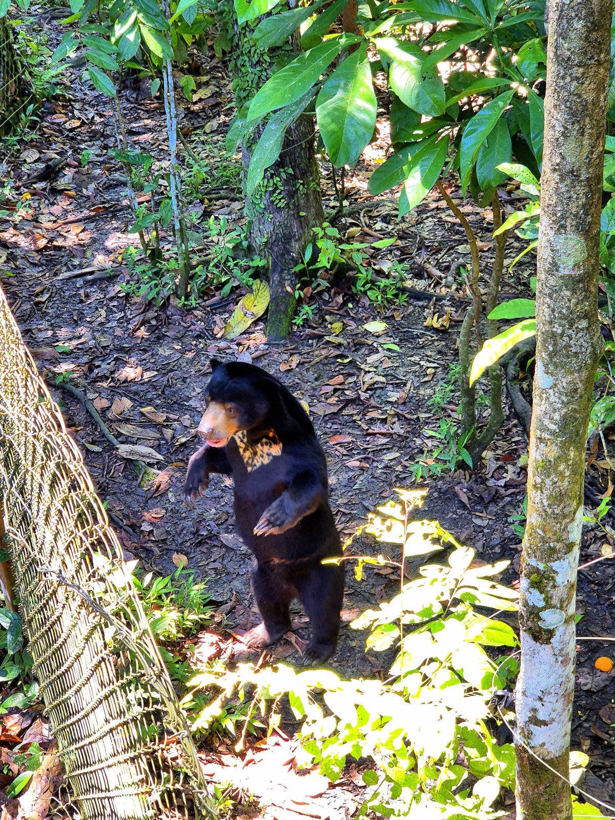Bornean Sun Bear Conservation Centre