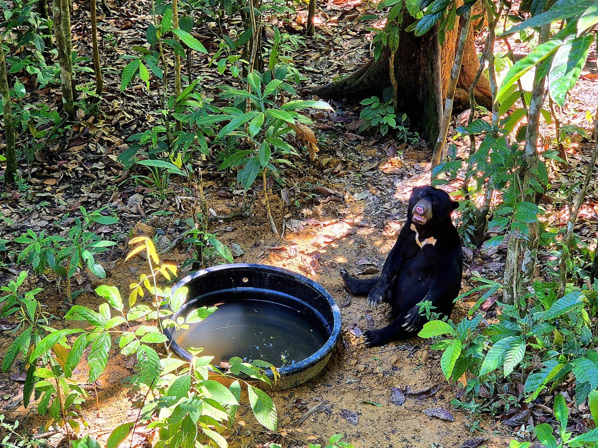Bornean Sun Bear Conservation Centre