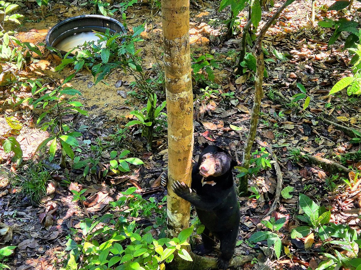 Bornean Sun Bear Conservation Centre