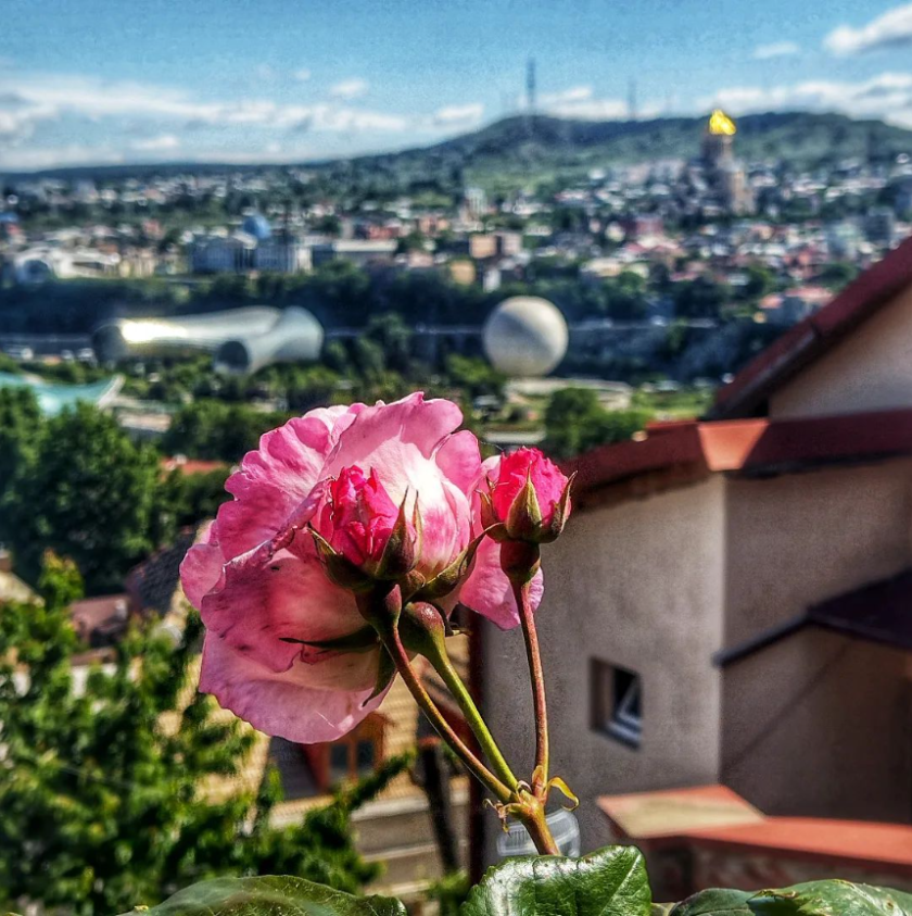 Tbilisi a všudypřítomné růže