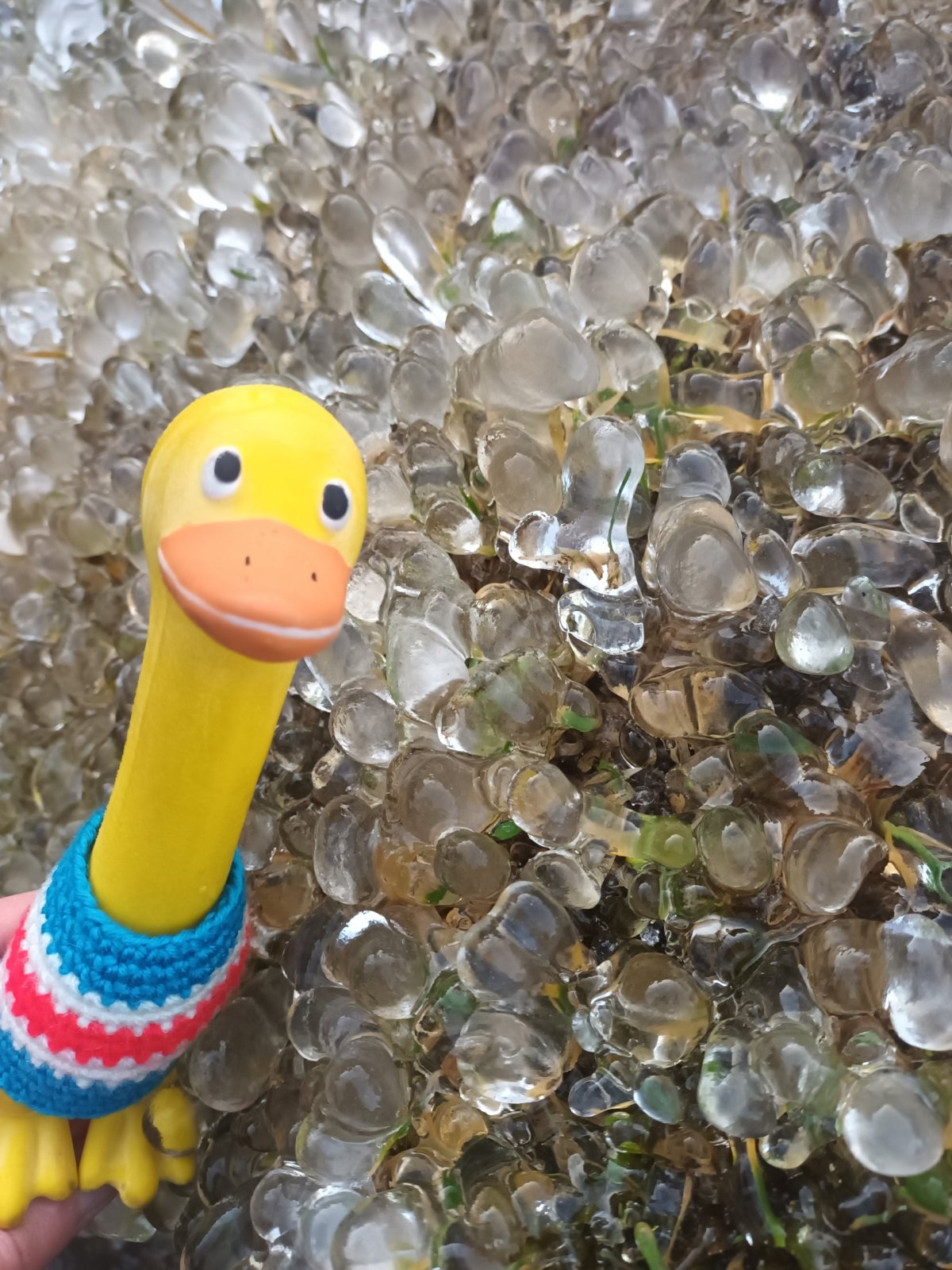 Ledové království