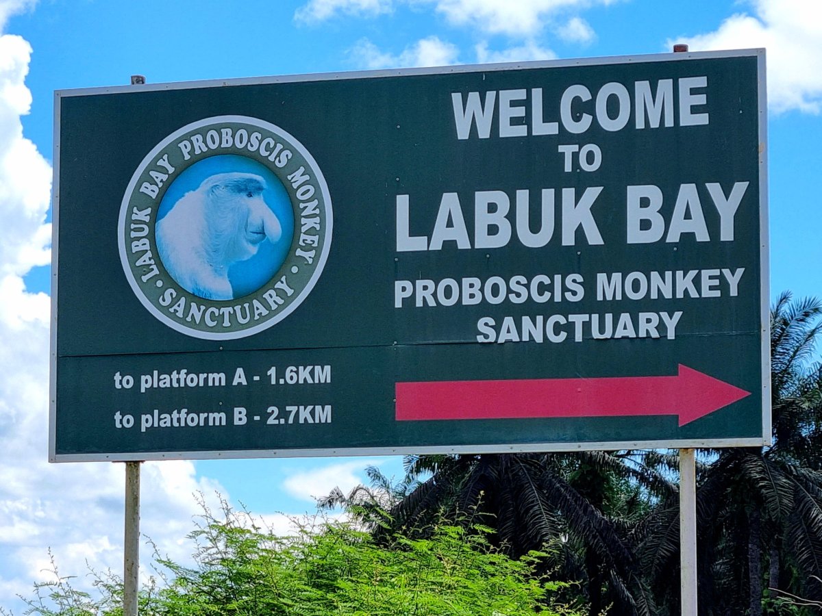 Labuk Bay Proboscis Monkey Santuary