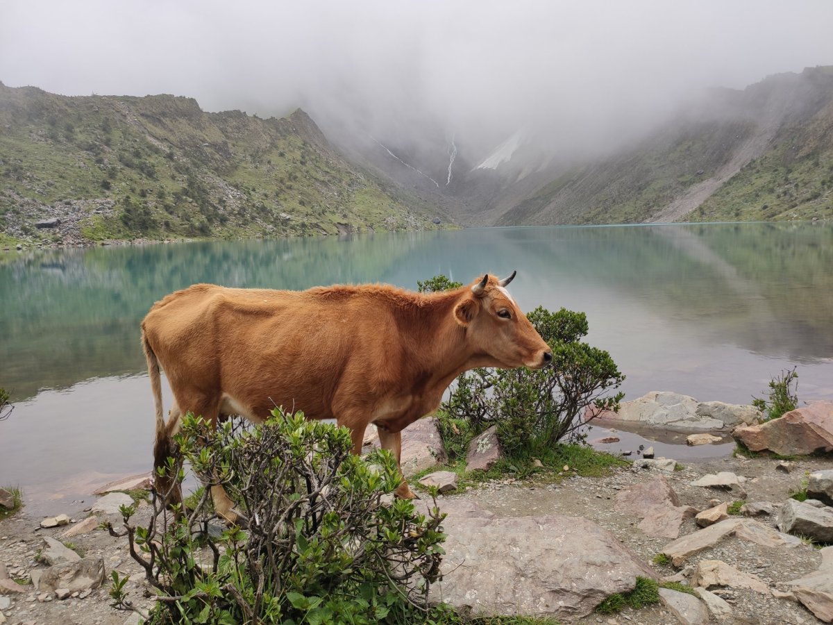 Kráva s jezerem v pozadí