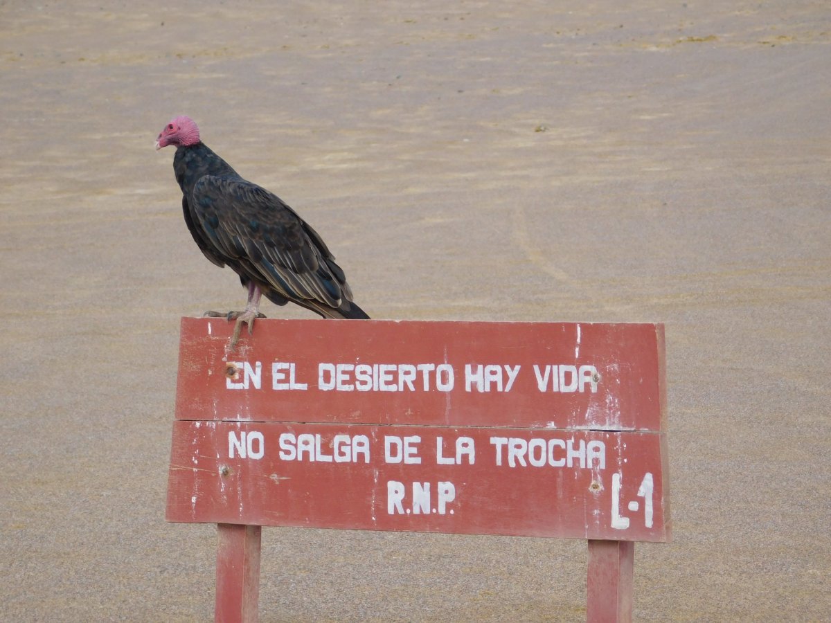 Reserva Nacional de Paracas