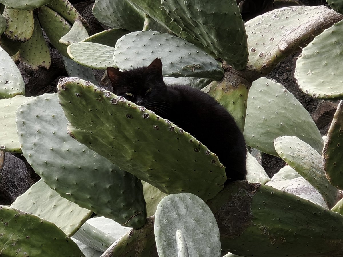 Kočka spící na kaktusu