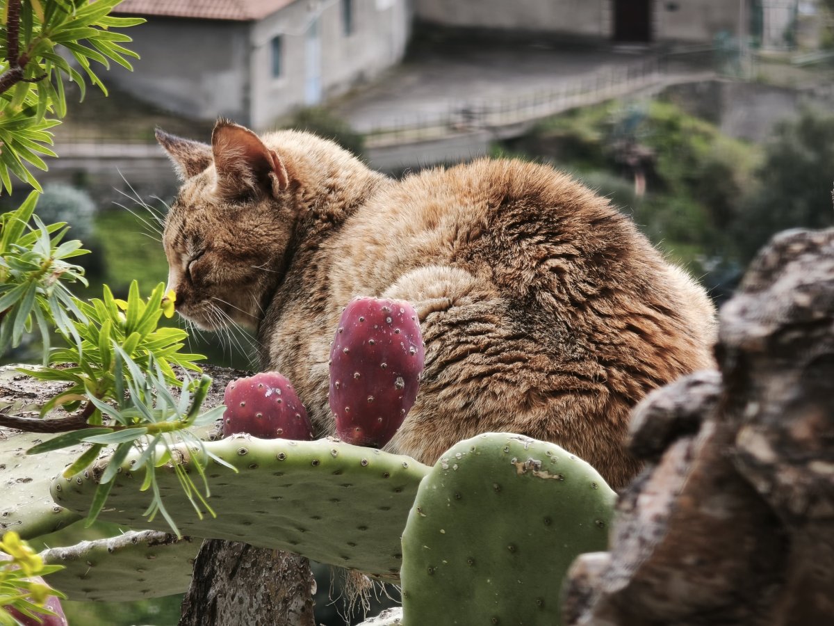 Kočka spící na kaktusu