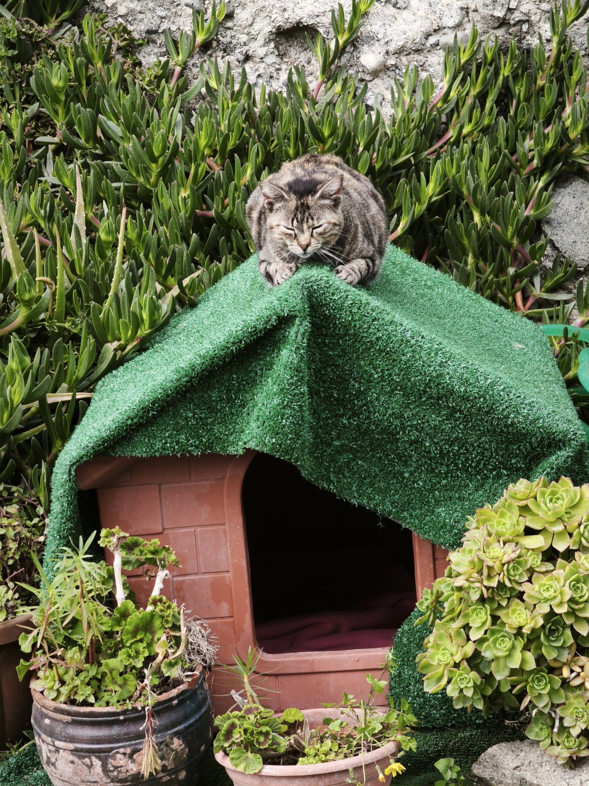 Kočka na psí boudě