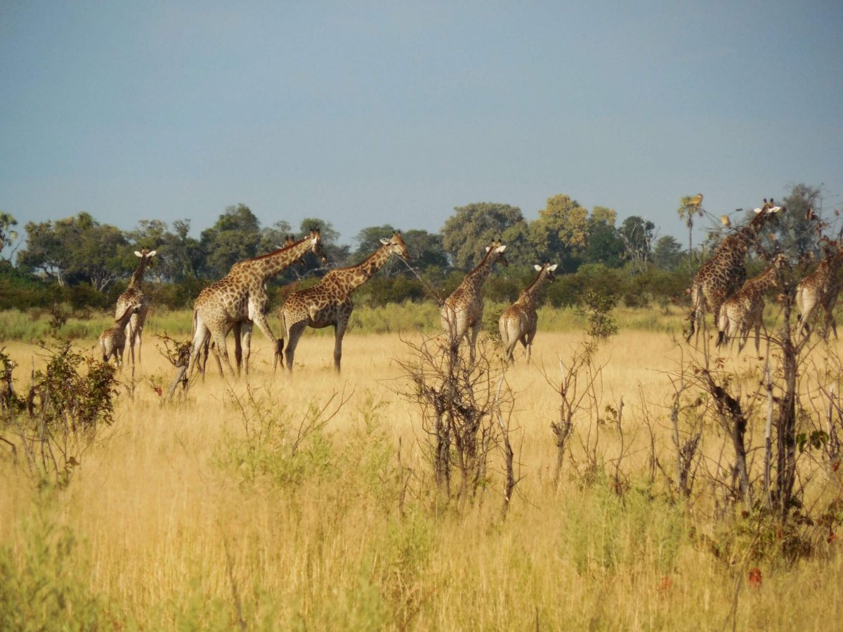  během pěšího safari v deltě Okavanga