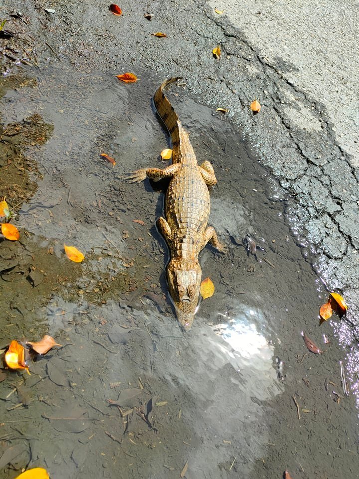 Piarco airport (půjčené foto pořízené 20.1)
