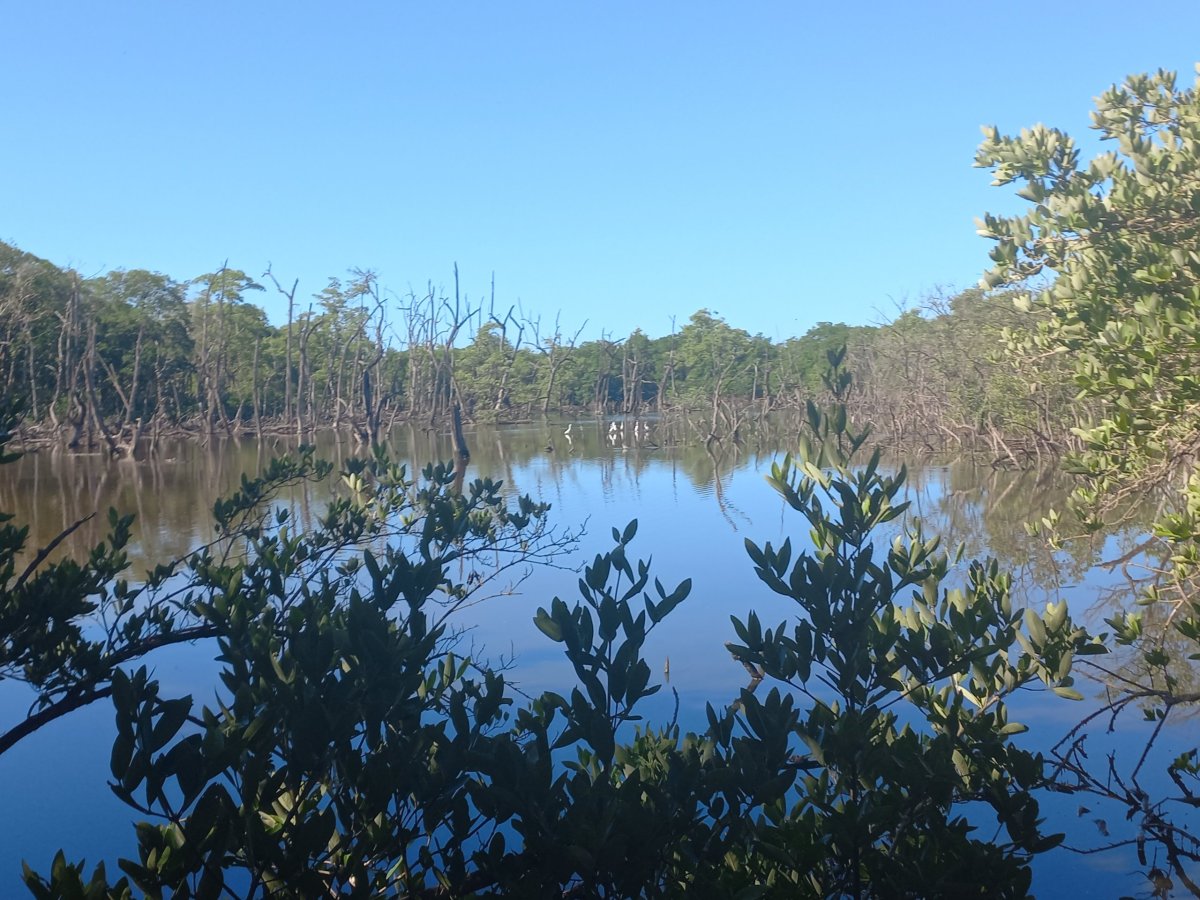 Mandrovníkové porosty