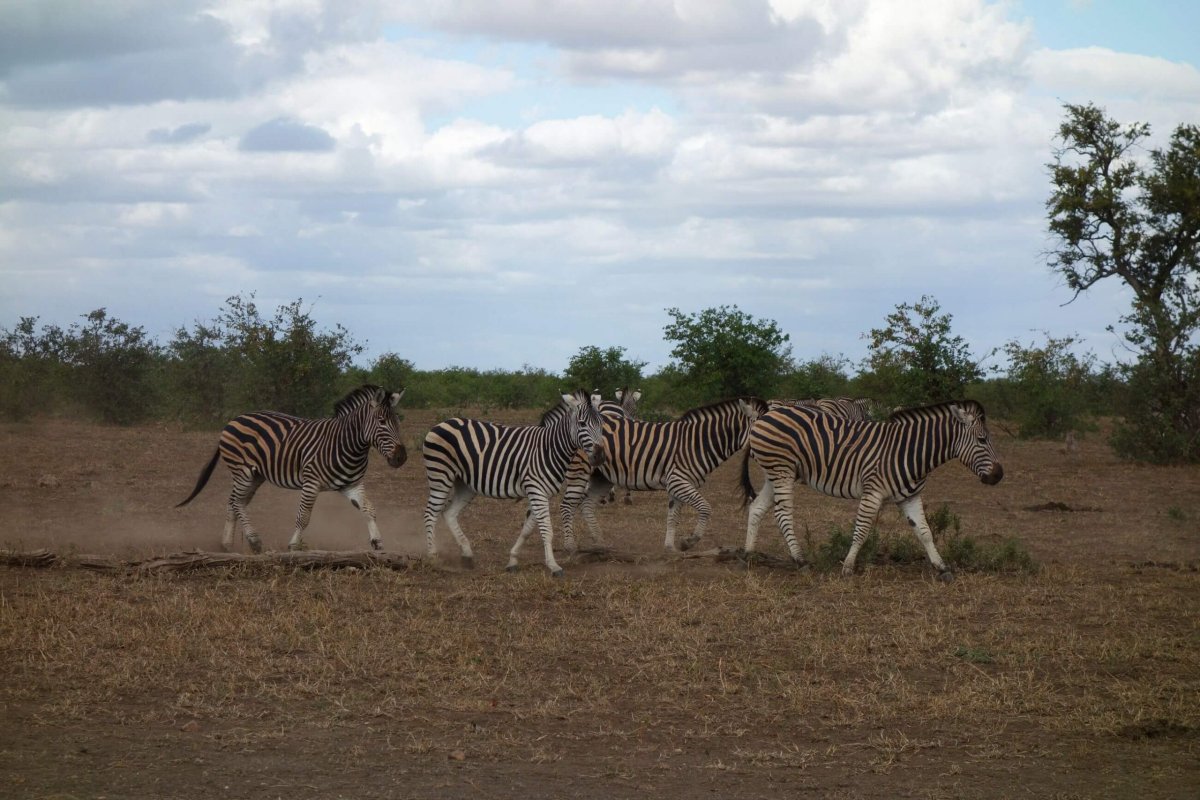 Krugerův NP - v jednom kuse přebíhají přes cestu třeba zebry...