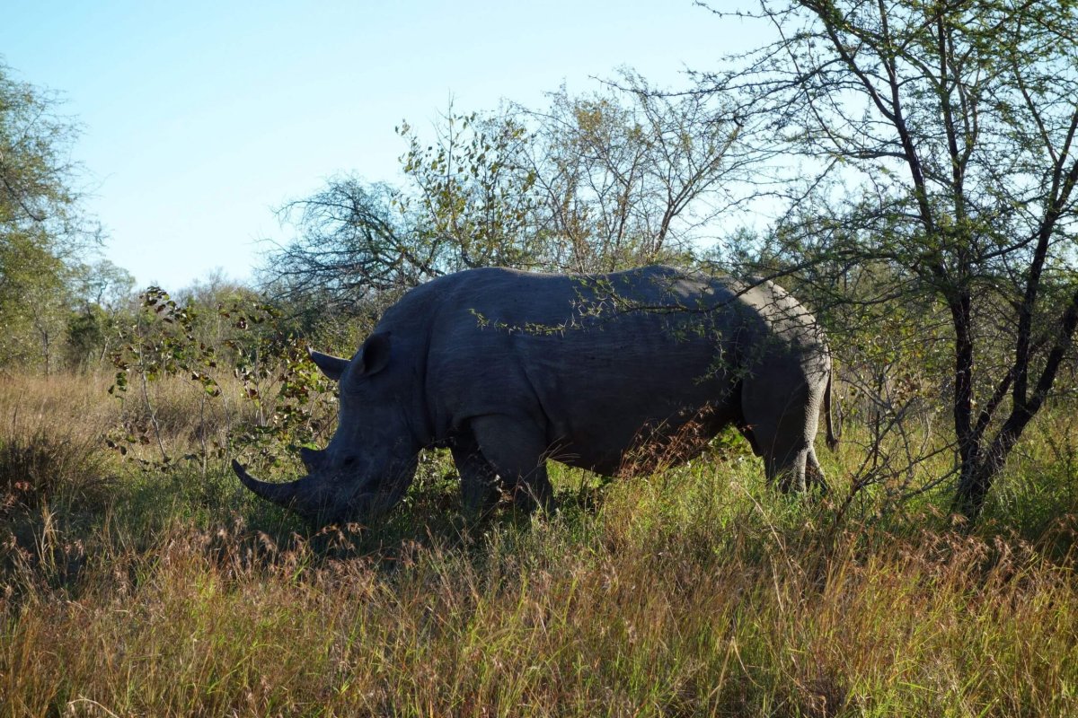 Konečně se povedlo vypátrat nosorožce.