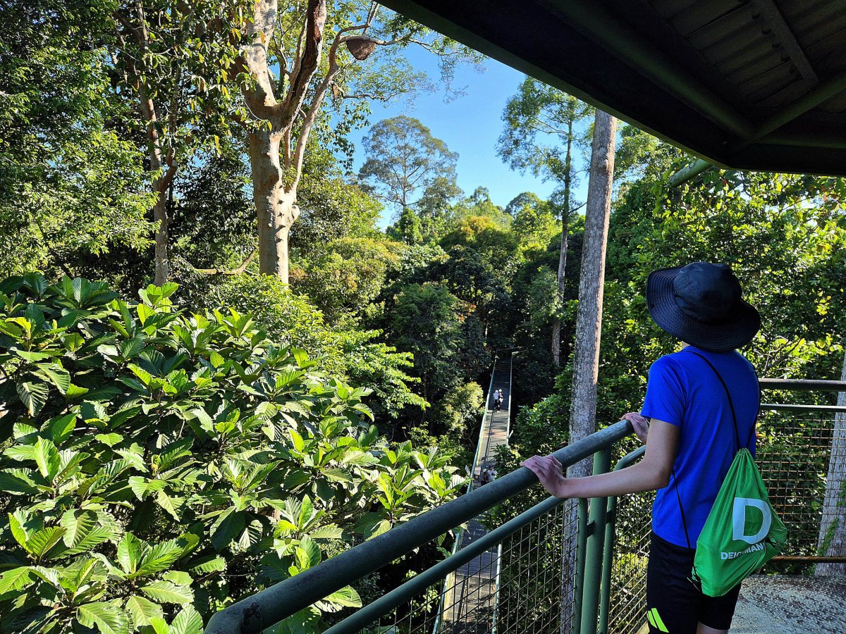Rainforest Discovery Centre