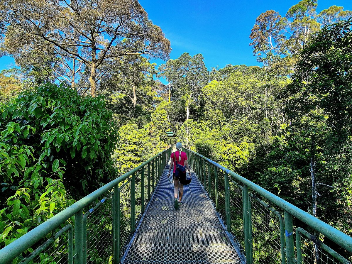 Rainforest Discovery Centre