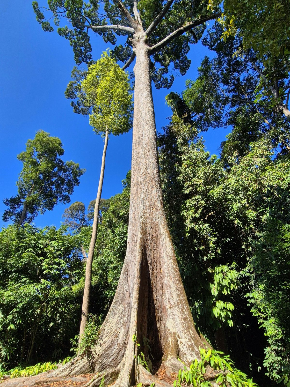 Sepilok Giant