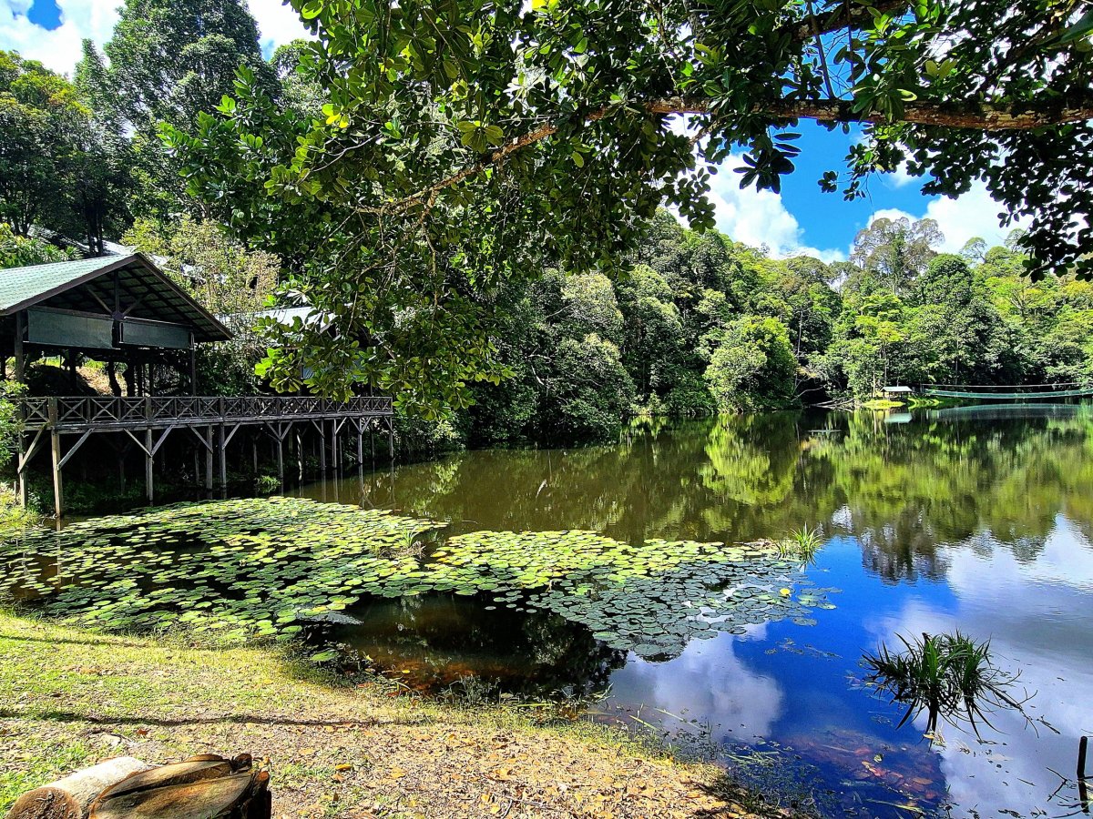 Rainforest Discovery Centre