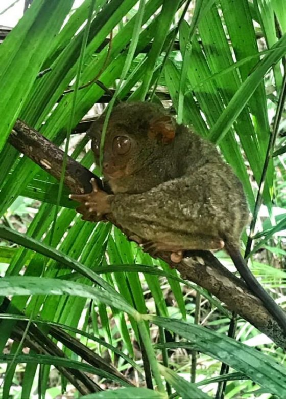 Tarsiers centrum