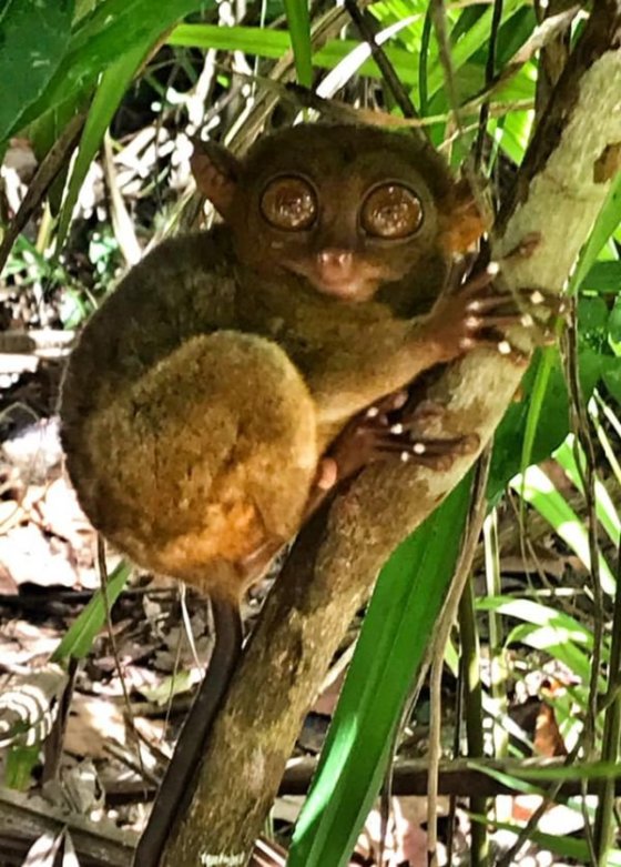 Tarsiers centrum