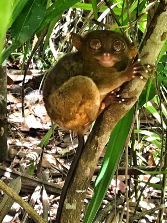 Tarsiers centrum
