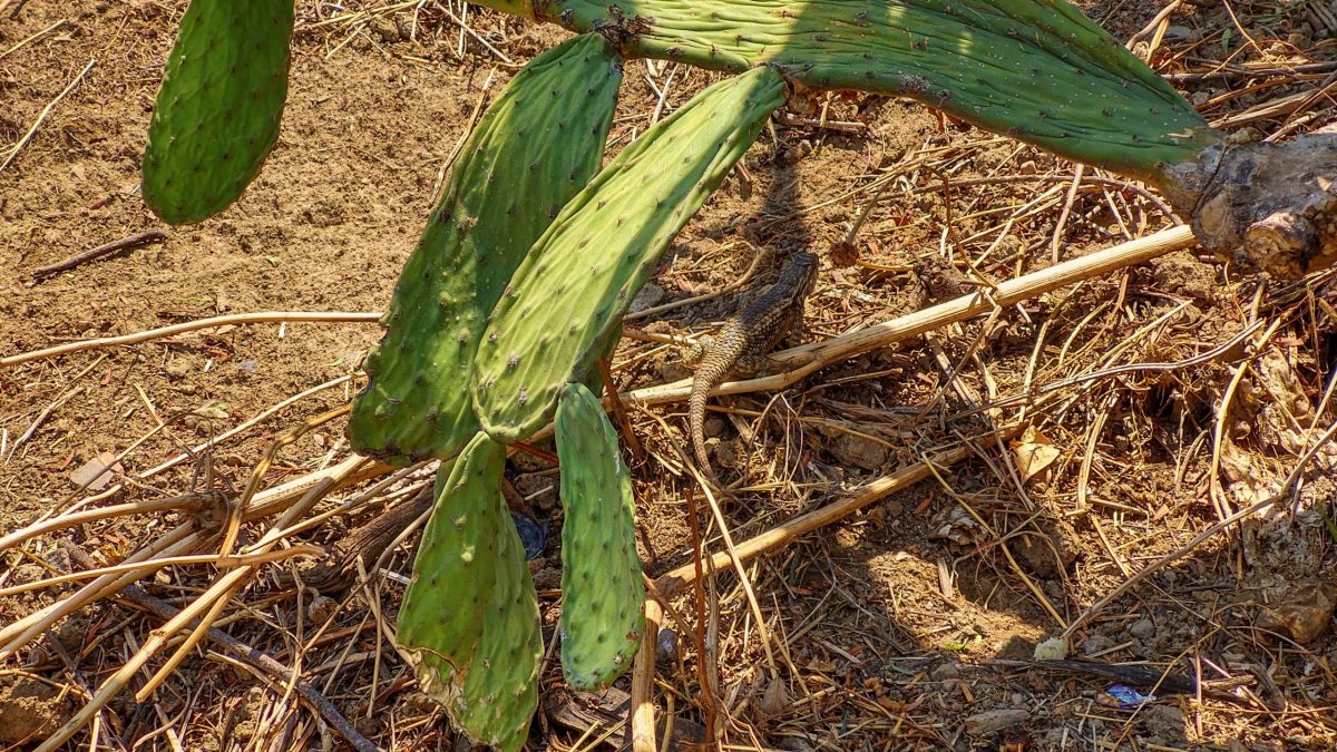 Jedna z místních ještěrek