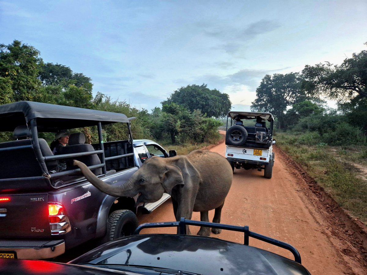 Sloní přivítání